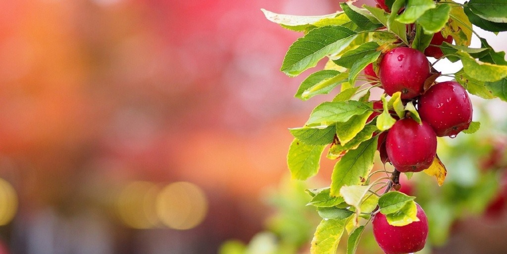 Krasnye-yabloki-na-yablone-posle-dozhdya (2).jpg